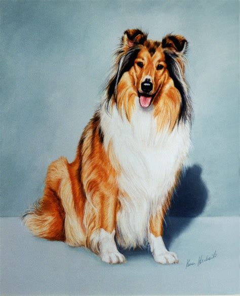 collie drawing